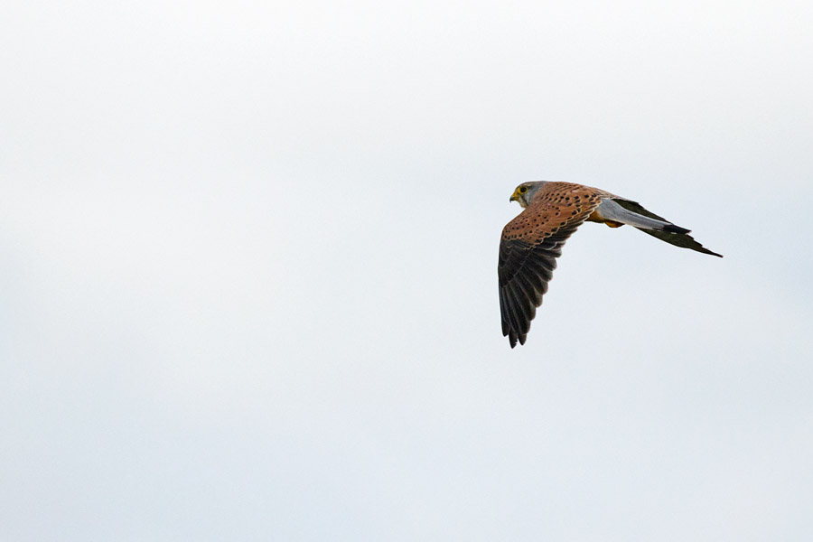 Male kestrel over Sheepcote Valley, Brighton