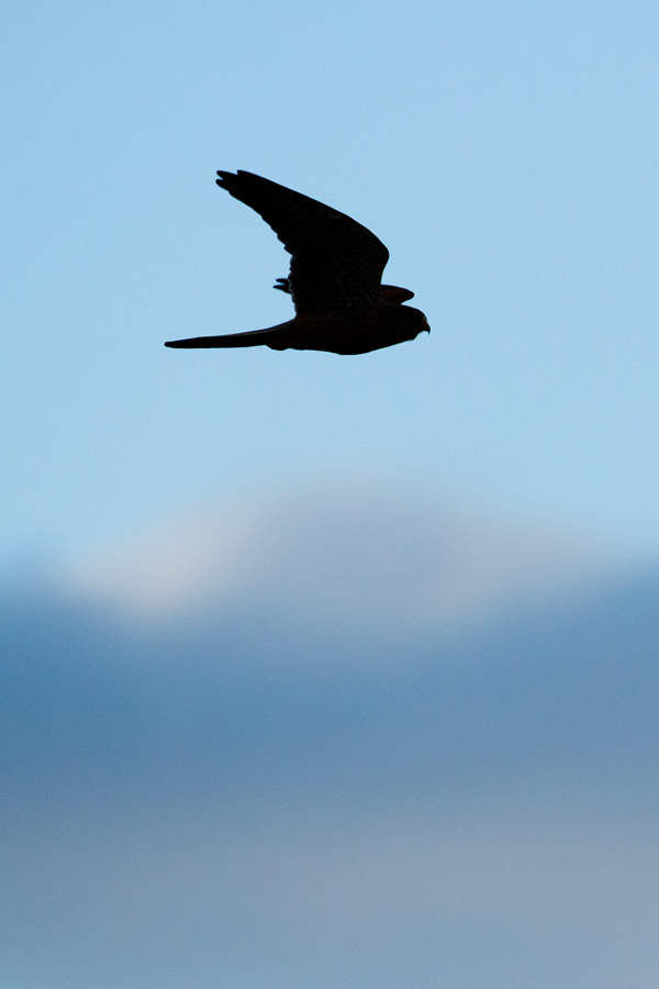 Kestrel in blue sky with clouds