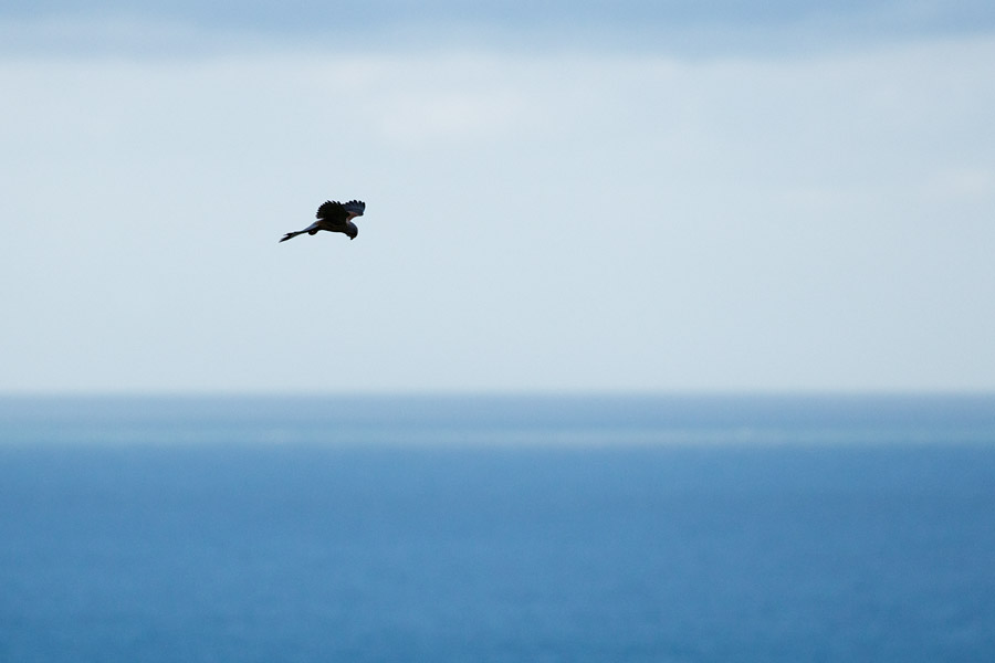 Male kestrel with sea in the background