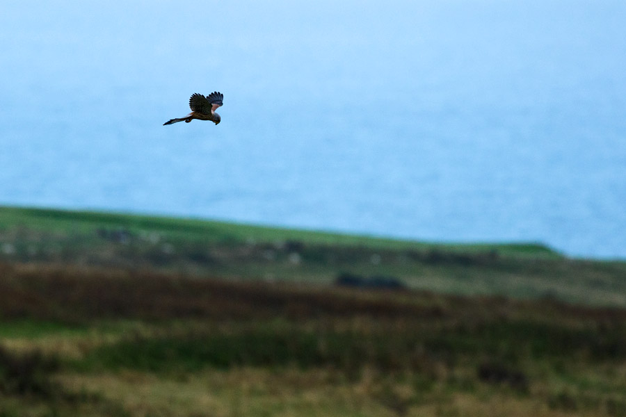 Male kestrel over Sheepcote Valley, Brighton