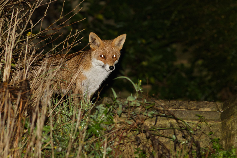 Fox number one peering out from behind a garden bush.