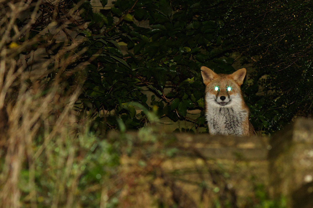 Fox in garden