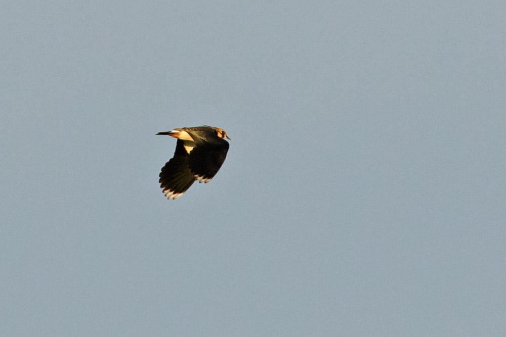 Lapwing flying over Sheepcote Valley, Brighton