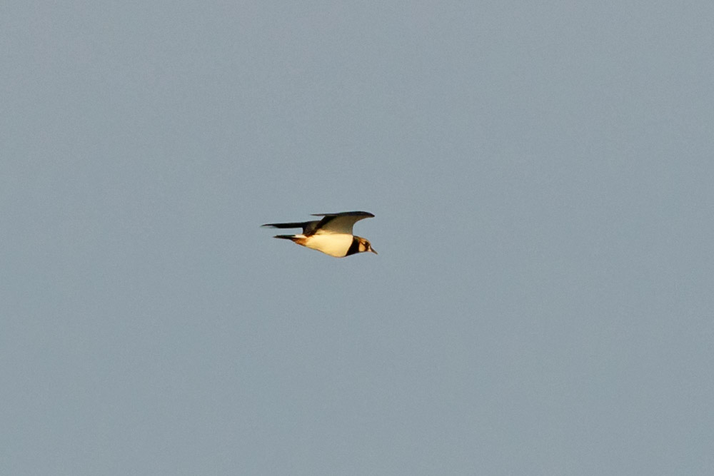 Lapwing flying over Sheepcote Valley, Brighton
