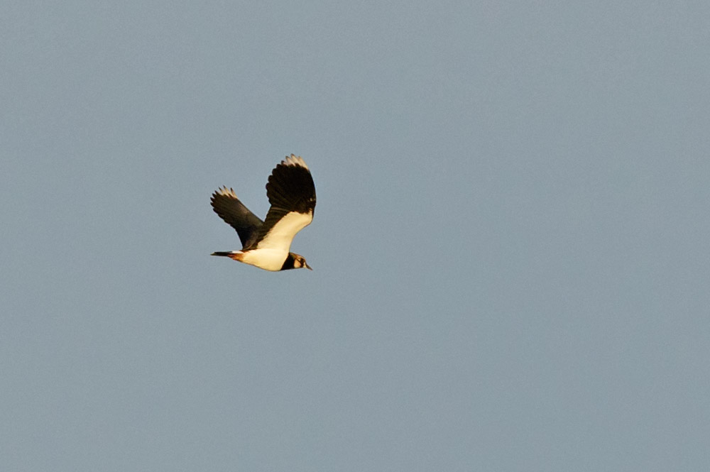 Lapwing flying over Sheepcote Valley, Brighton