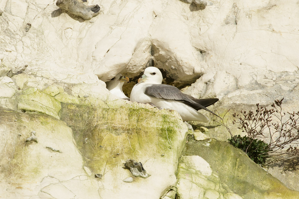 Fulmars in nesting site at Rottingdean, East Sussex