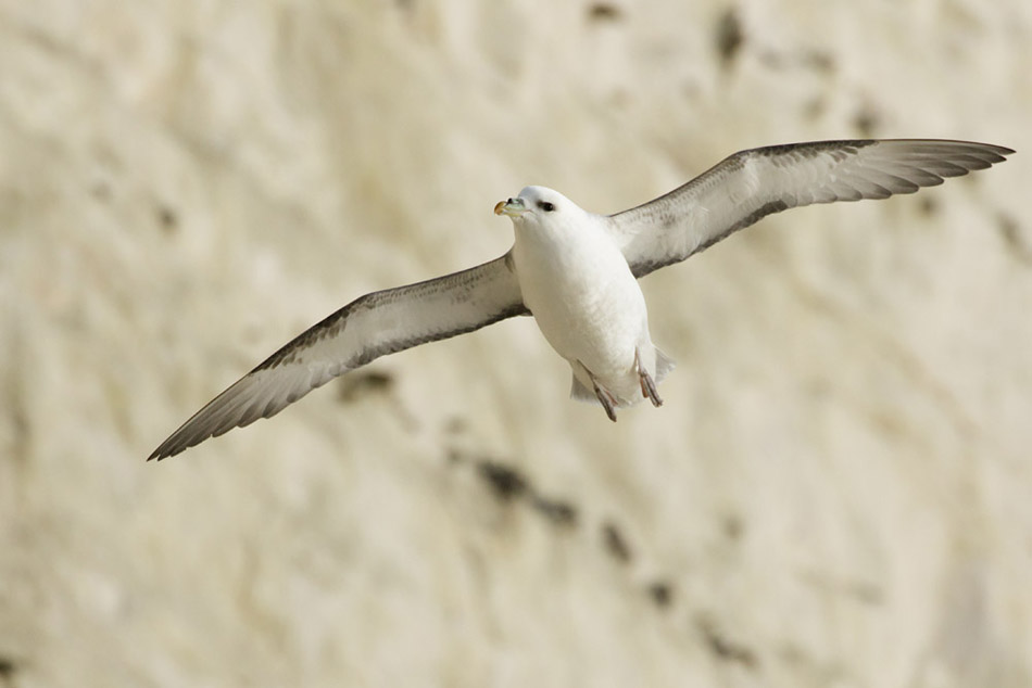 Fulmar flying along the cliffs at Rottingdean