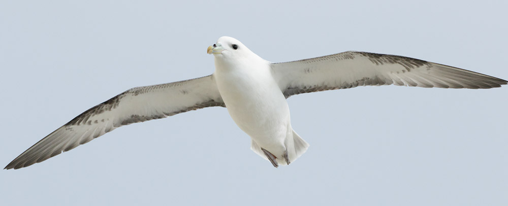 Fulmar (click to enlarge)
