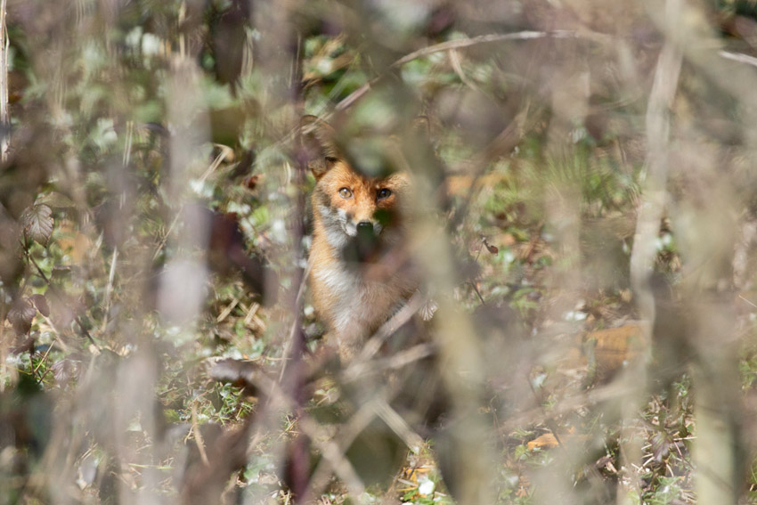 A furtive fox at the top of Watts Bank, University of Brighton