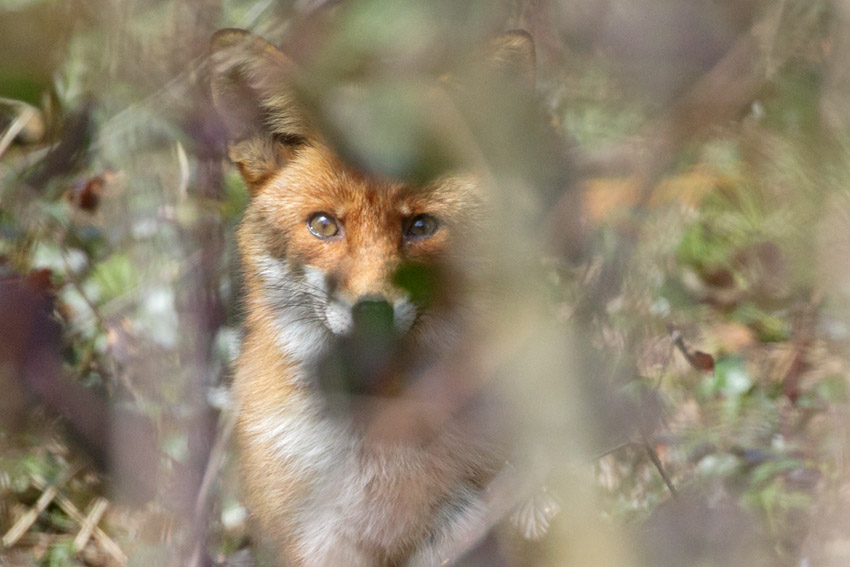 fox