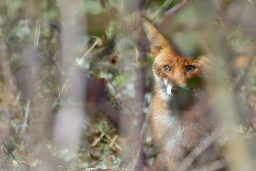 fox