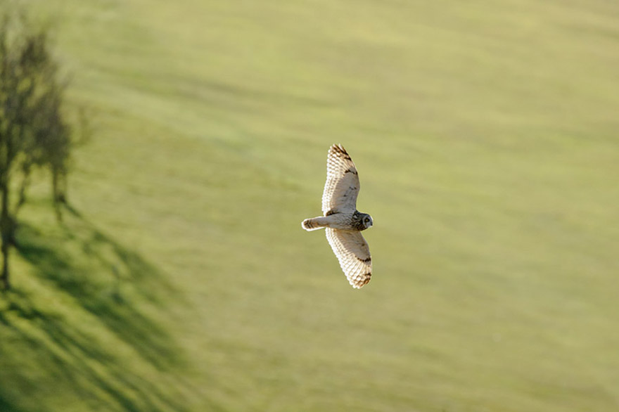 Short-eared owl at Sheepcote Valley, Brighton