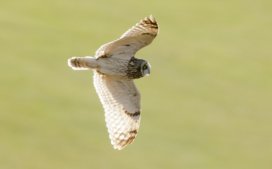 Short-eared owl at Sheepcote Valley, Brighton