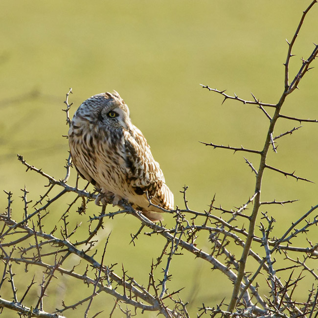 Short-eared owl perching at Sheepcote Valley, Brighton
