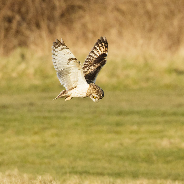 Short-eared owl at Sheepcote Valley, Brighton