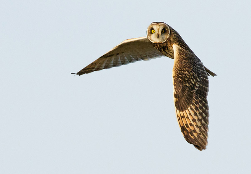 Short-eared owl in flight