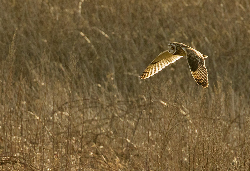 Short-eared owl hunting