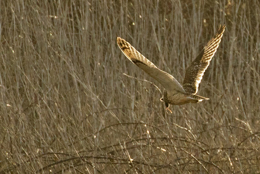 And success! Here it is with a vole.