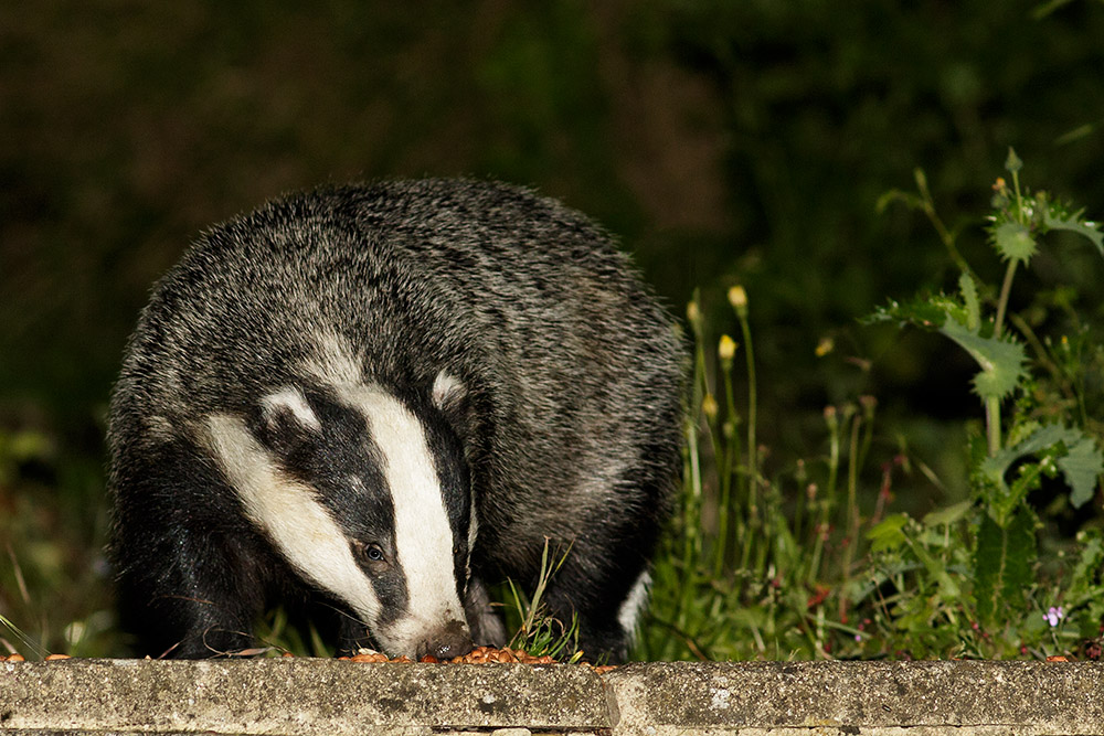 Badger in the garden at night