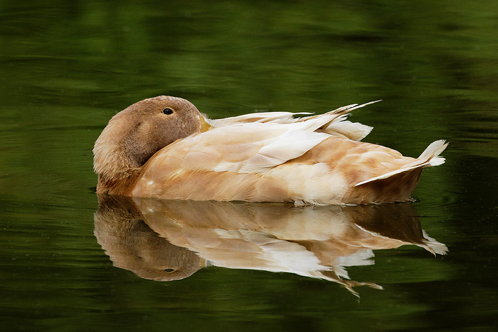 Duck reflected in Falmer pond