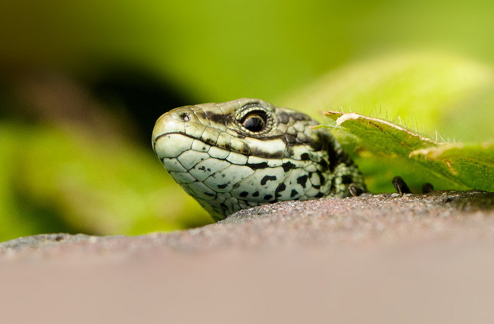 Common lizard campus