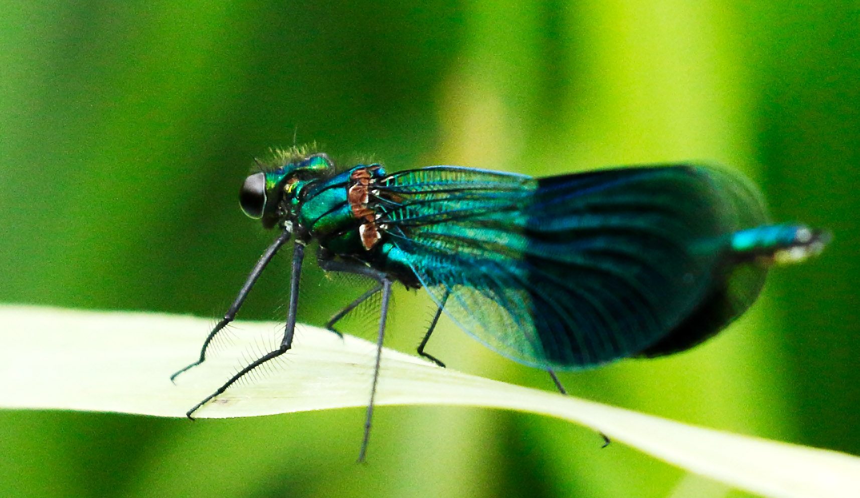 Demwazel Insect Insects | Everything is Permuted