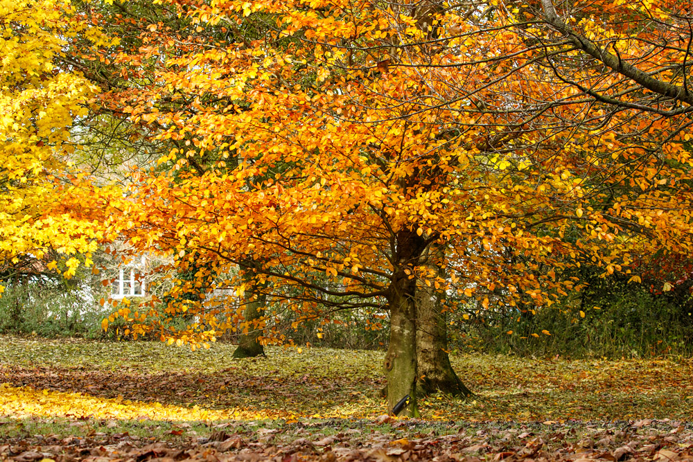 Autumn colours at Falmer Village, East Sussex
