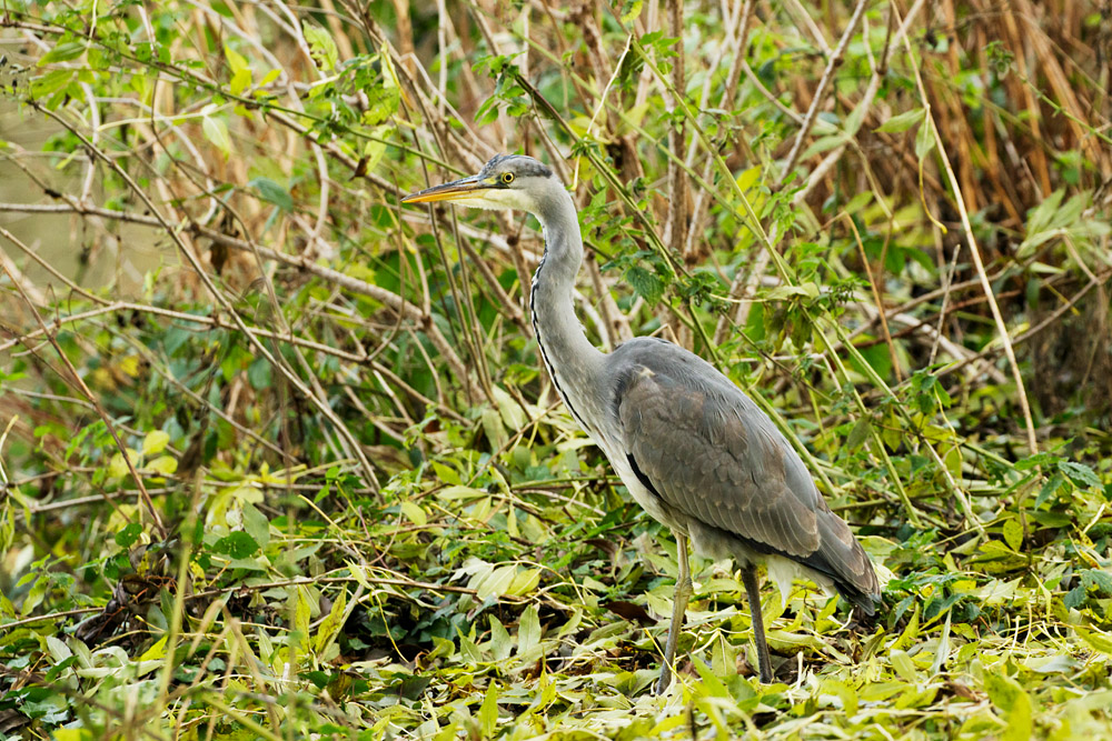 heron