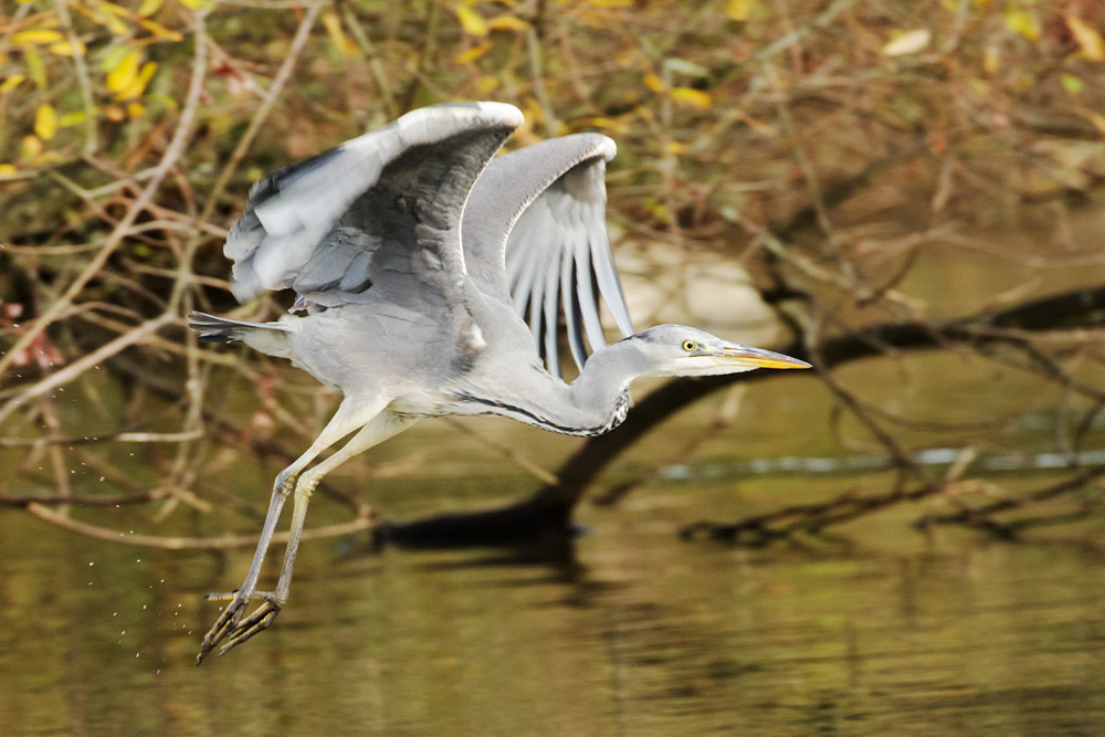 heron