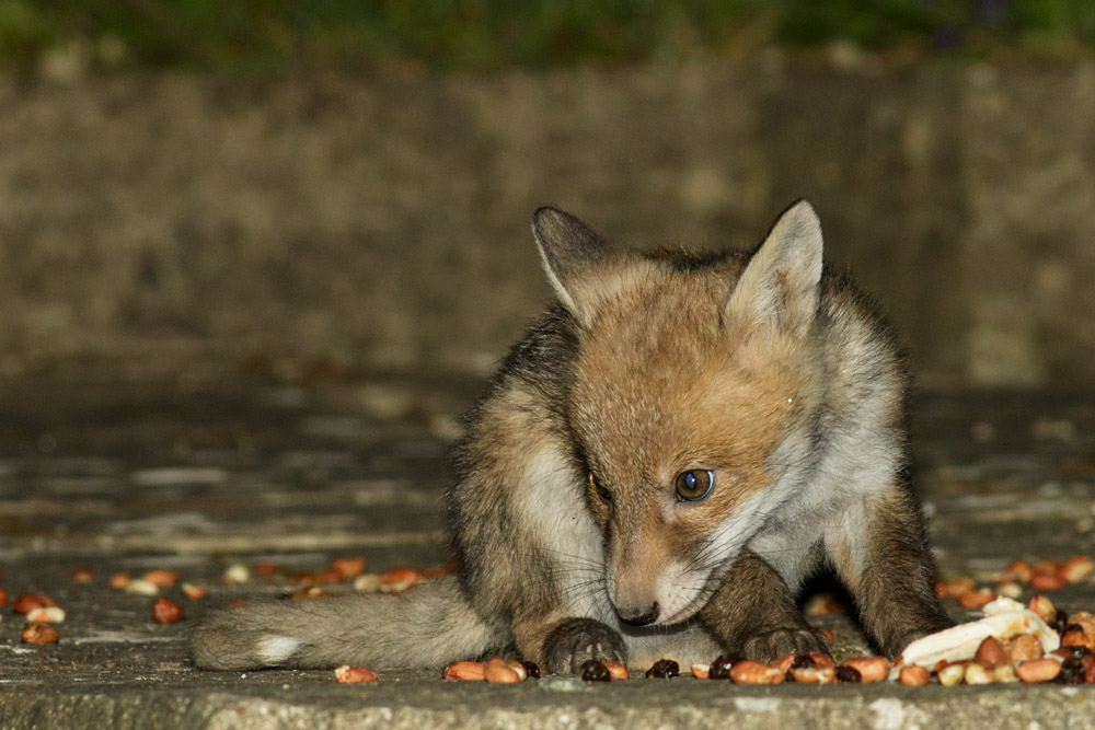 fox cub