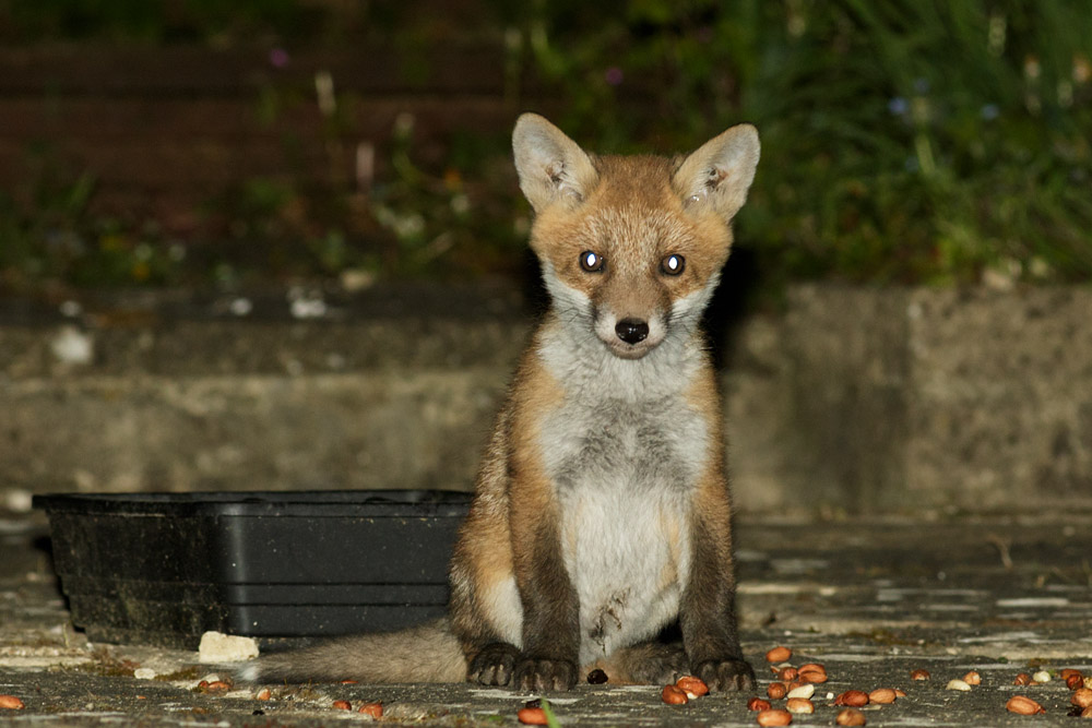 fox cub