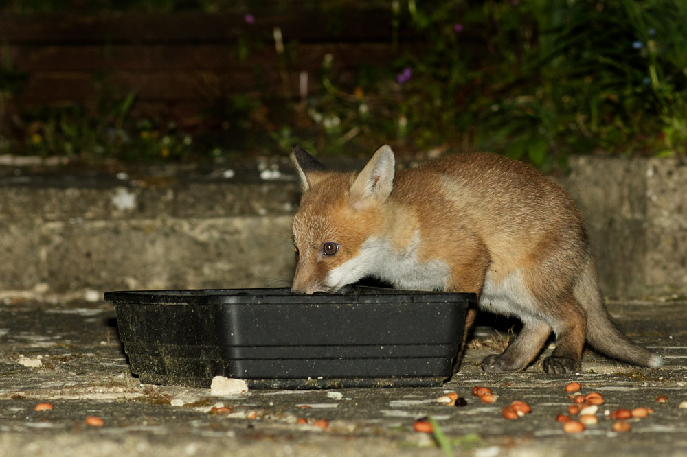 fox cub drinking
