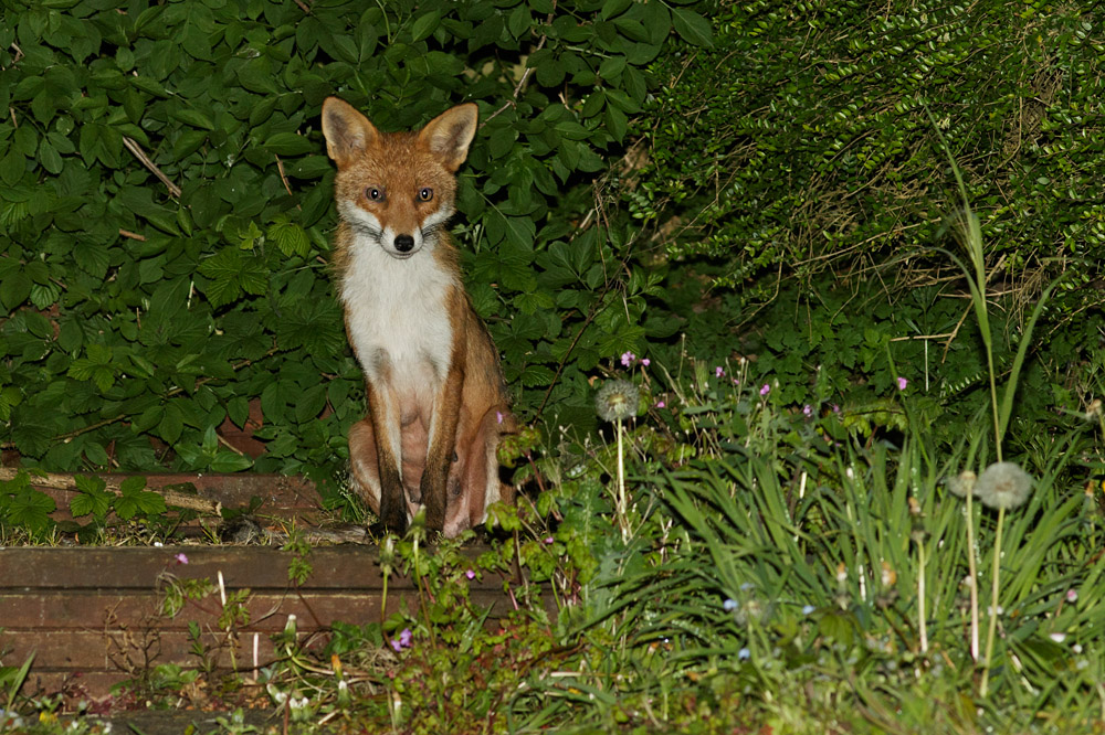 vixen