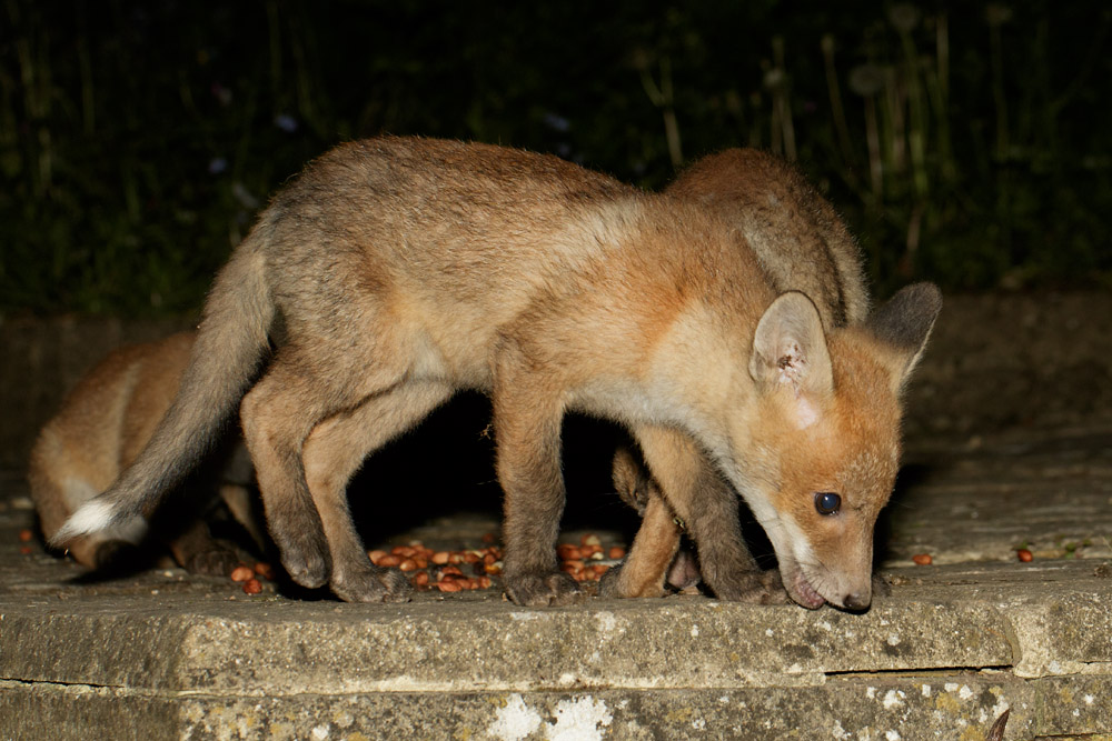 fox cub
