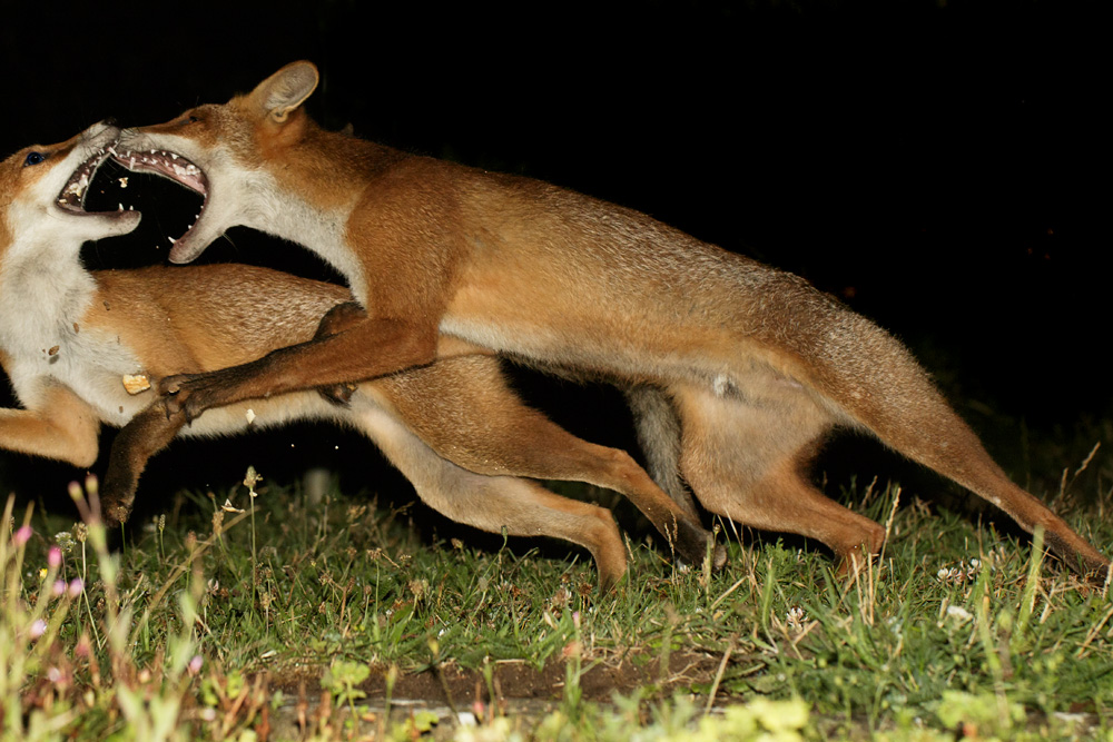 fox cubs fighting