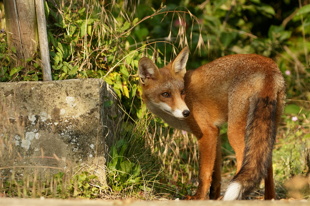 fox cub