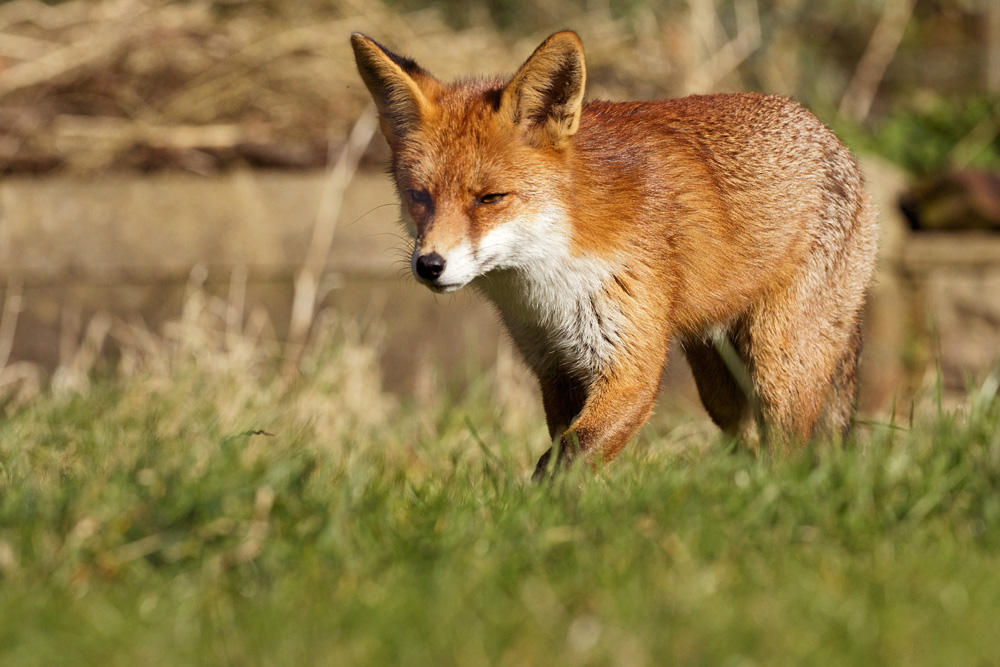 fox walking