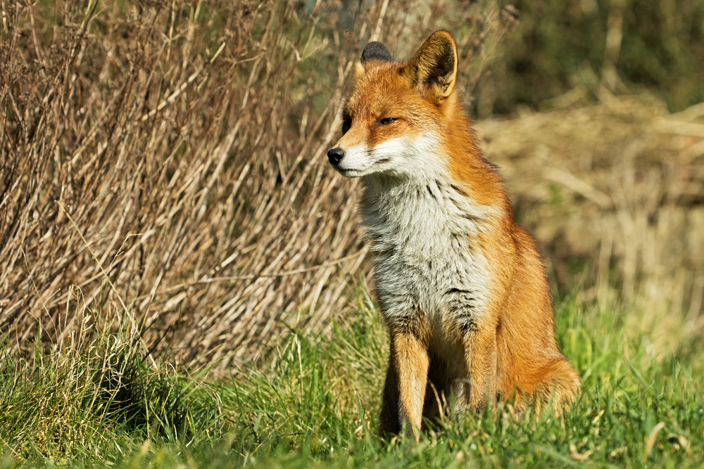 fox sitting