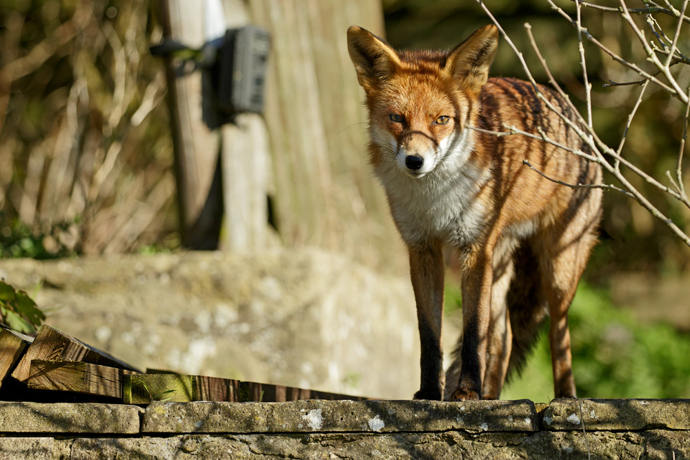 fox standing near trail camera