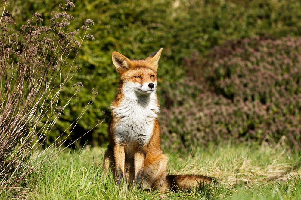 fox relaxing