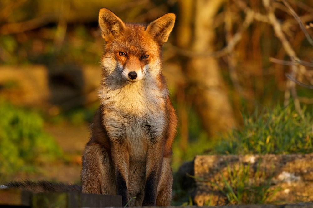 Vixen sitting