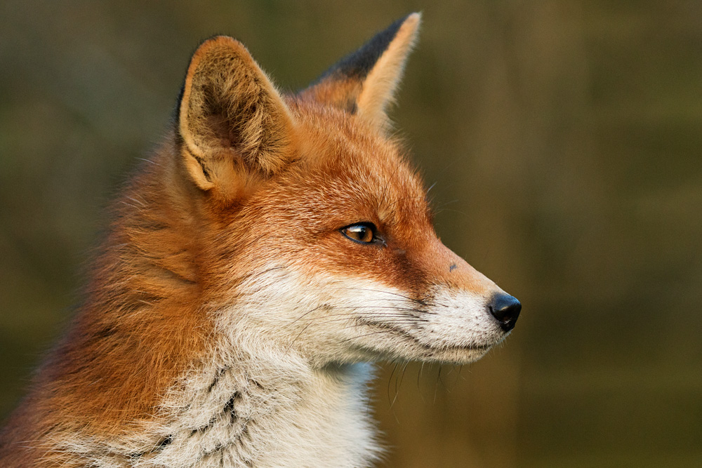 portrait of a vixen