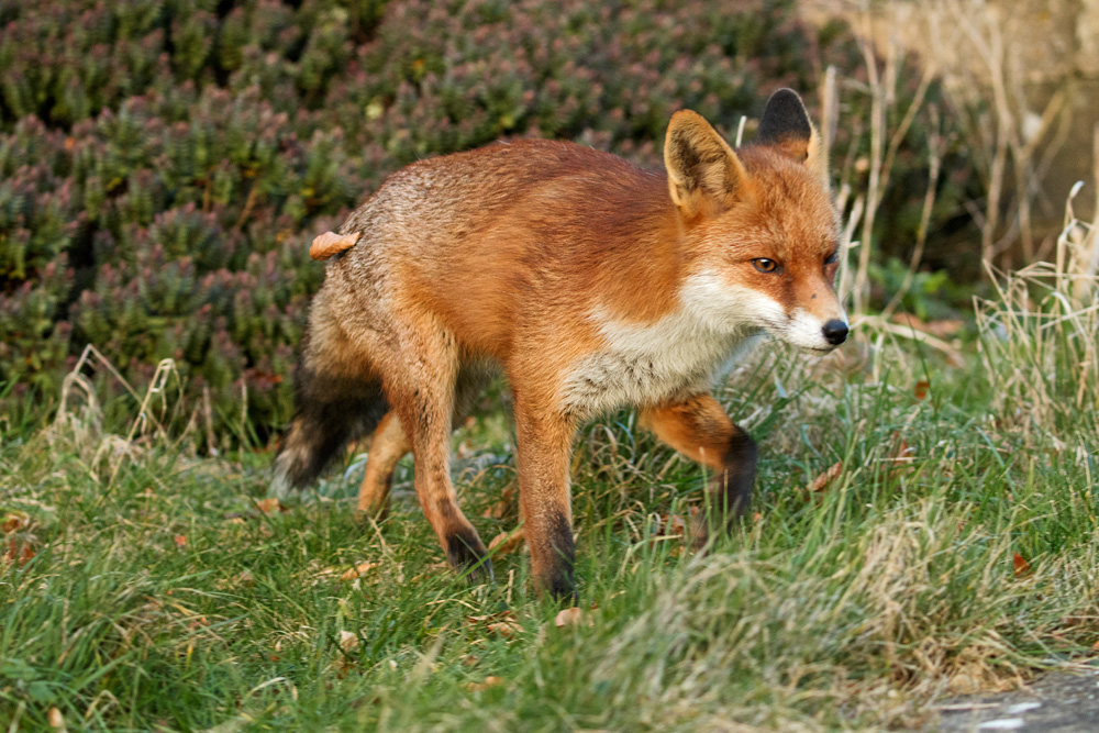 fox walking through grass