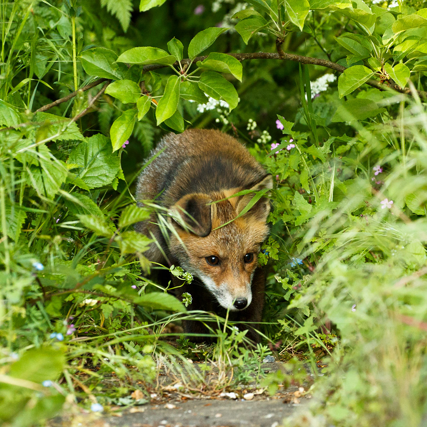 fox cub