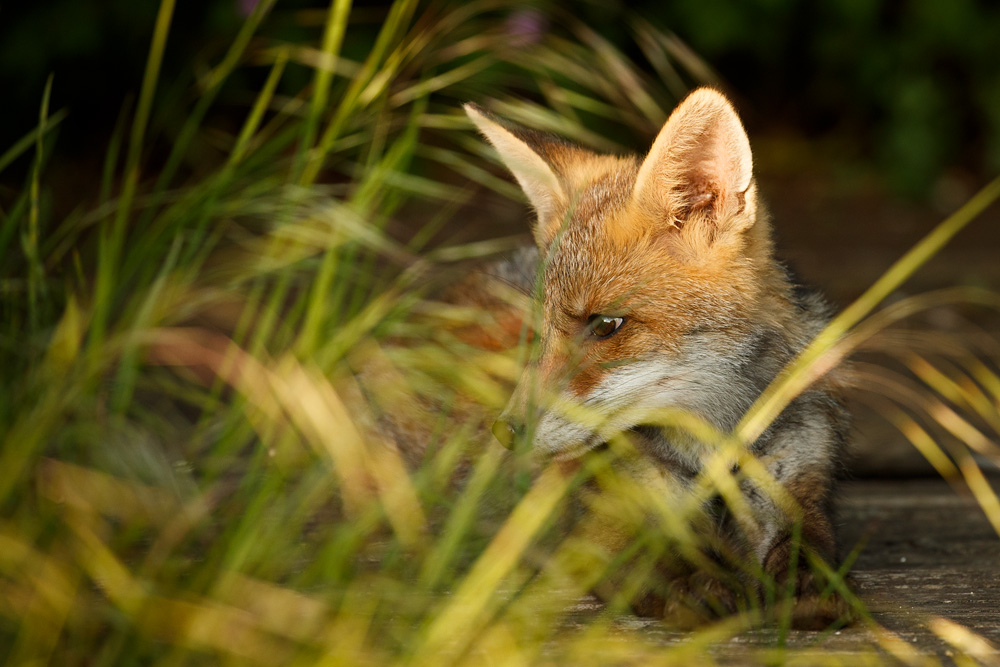 fox cub