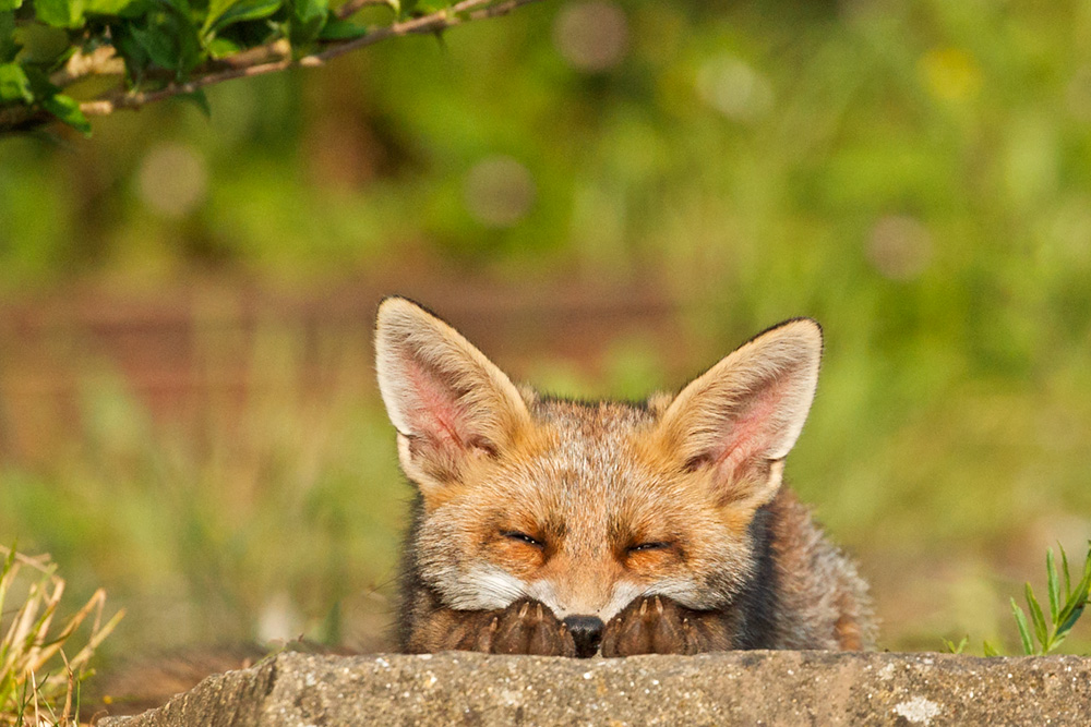 fox cub