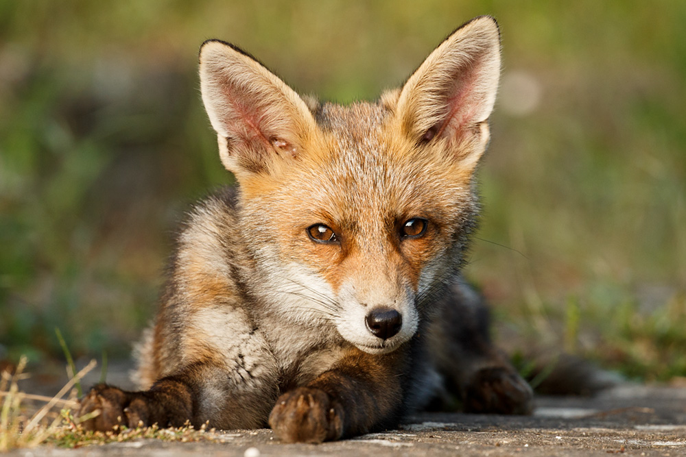 fox cub