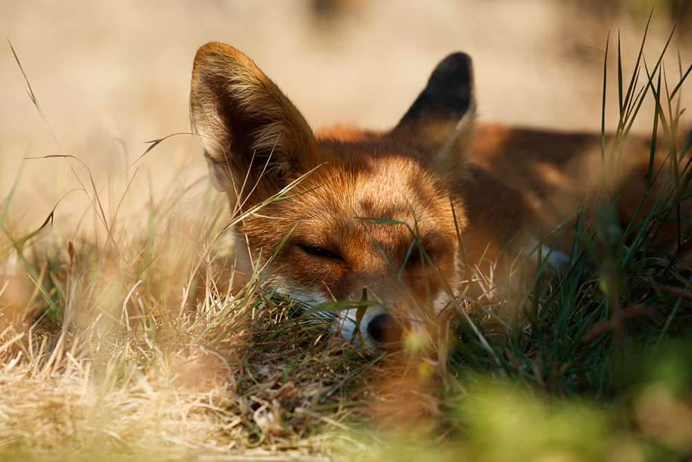 fox relaxing in the sun