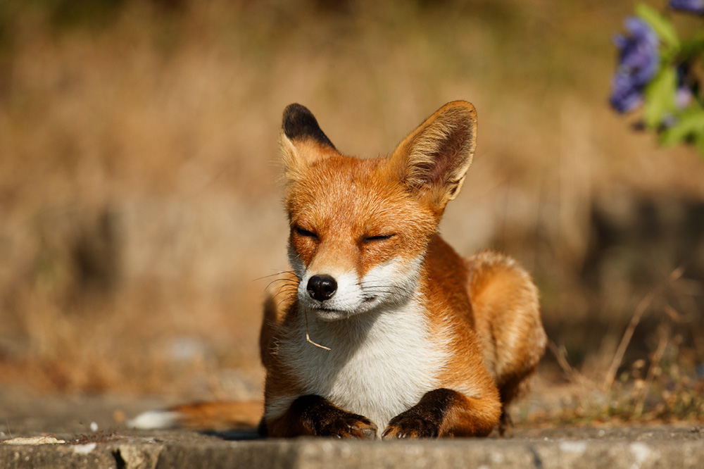 fox relaxing in the sun