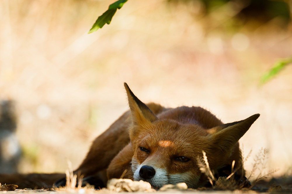 fox relaxing in the sun